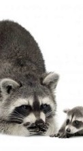 Scaricare immagine Raccoons, Animals sul telefono gratis.