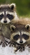 Scaricare immagine 540x960 Animals, Raccoons sul telefono gratis.