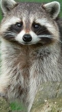 Raccoons,Animals per Asus ZenFone C