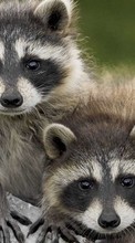 Raccoons,Animals per HTC Desire X