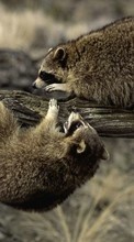 Scaricare immagine Raccoons,Animals sul telefono gratis.