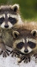 Scaricare immagine 240x320 Animals, Raccoons sul telefono gratis.