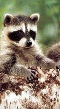 Scaricare immagine Animals, Raccoons sul telefono gratis.