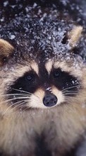 Scaricare immagine 1024x600 Animals, Raccoons sul telefono gratis.