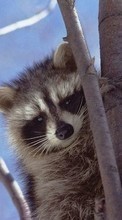 Scaricare immagine 320x480 Animals, Raccoons sul telefono gratis.