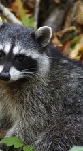 Scaricare immagine 1280x800 Animals, Raccoons sul telefono gratis.