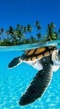 Scaricare immagine Turtles, Sea, Palms, Beach, Animals sul telefono gratis.