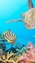 Scaricare immagine Turtles, Sea, Fishes, Animals sul telefono gratis.