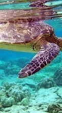 Scaricare immagine Turtles, Sea, Animals sul telefono gratis.
