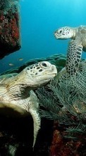 Scaricare immagine 1080x1920 Animals, Turtles, Sea sul telefono gratis.