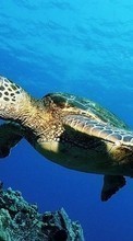 Scaricare immagine Animals, Turtles, Sea sul telefono gratis.