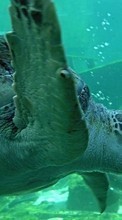 Scaricare immagine Animals, Turtles, Sea sul telefono gratis.