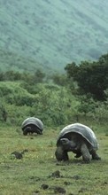 Scaricare immagine Turtles,Landscape,Animals sul telefono gratis.