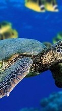 Scaricare immagine Turtles,Animals sul telefono gratis.