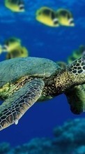 Scaricare immagine Turtles,Animals sul telefono gratis.