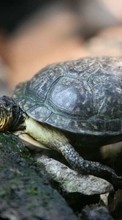 Scaricare immagine Animals, Turtles sul telefono gratis.