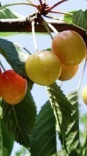 Scaricare immagine 800x480 Plants, Fruits, Sweet cherry sul telefono gratis.