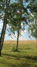 Scaricare immagine Birches,Landscape,Nature sul telefono gratis.