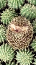 Scaricare immagine Animals, Hedgehogs, Cactuses sul telefono gratis.