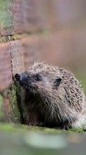 Scaricare immagine Hedgehogs, Animals sul telefono gratis.