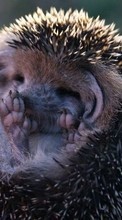 Scaricare immagine Hedgehogs, Animals sul telefono gratis.