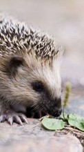 Scaricare immagine Hedgehogs,Animals sul telefono gratis.