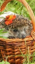 Hedgehogs,Animals per Sony Ericsson W595