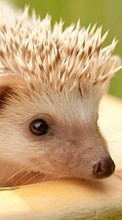 Scaricare immagine Hedgehogs,Animals sul telefono gratis.