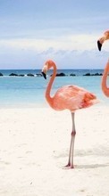 Scaricare immagine Animals, Birds, Sky, Sea, Beach, Flamingo sul telefono gratis.