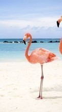 Scaricare immagine 240x320 Animals, Birds, Sea, Beach, Flamingo sul telefono gratis.