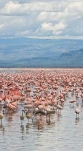 Scaricare immagine 240x400 Animals, Landscape, Water, Flamingo sul telefono gratis.