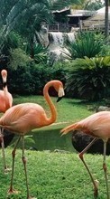 Scaricare immagine 800x480 Animals, Birds, Flamingo sul telefono gratis.