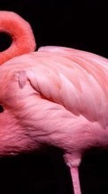Scaricare immagine Animals, Birds, Flamingo sul telefono gratis.