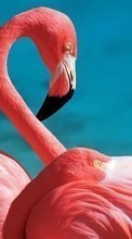 Flamingo, Birds, Animals per Samsung Galaxy Pocket Neo