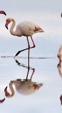 Scaricare immagine Flamingo, Birds, Animals sul telefono gratis.