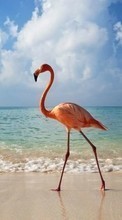 Scaricare immagine Flamingo,Birds,Animals sul telefono gratis.