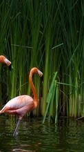 Scaricare immagine Flamingo,Birds,Animals sul telefono gratis.