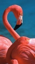 Scaricare immagine 240x320 Animals, Birds, Flamingo sul telefono gratis.