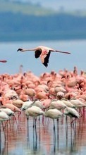 Scaricare immagine 320x240 Animals, Birds, Flamingo sul telefono gratis.