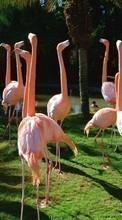 Scaricare immagine 240x320 Animals, Birds, Flamingo sul telefono gratis.