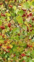 Scaricare immagine Plants, Backgrounds, Berries sul telefono gratis.