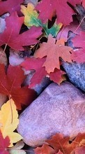 Scaricare immagine 320x240 Plants, Backgrounds, Stones, Leaves sul telefono gratis.