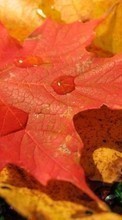Scaricare immagine 480x800 Plants, Backgrounds, Autumn, Leaves, Drops sul telefono gratis.