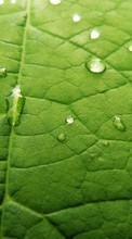 Scaricare immagine Plants, Water, Backgrounds, Leaves, Drops sul telefono gratis.