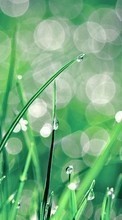 Scaricare immagine Background, Drops, Plants, Grass sul telefono gratis.