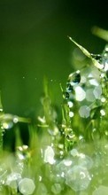 Scaricare immagine Background, Drops, Plants, Grass sul telefono gratis.