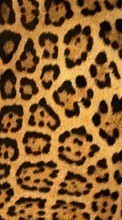 Scaricare immagine Backgrounds, Leopards sul telefono gratis.