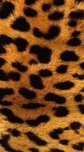 Scaricare immagine Background, Leopards sul telefono gratis.