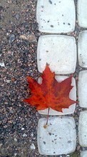 Scaricare immagine Background, Leaves, Autumn sul telefono gratis.