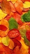 Scaricare immagine Background, Leaves, Autumn sul telefono gratis.